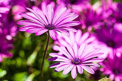 《彩虹六号：围攻》官方发暗示推文 将上线《彩虹六号：异种》的活动